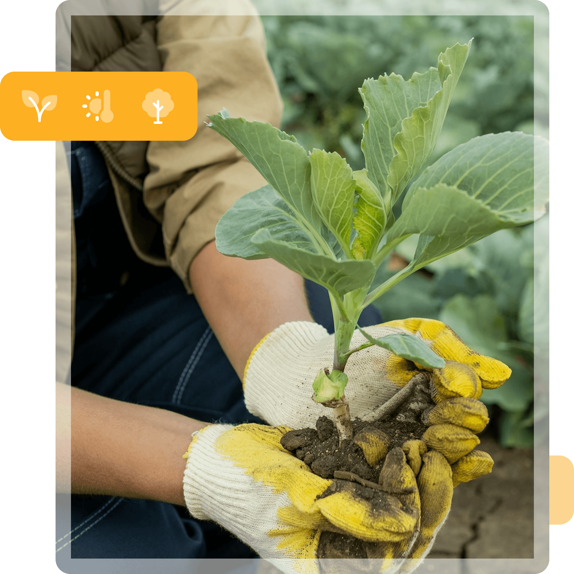 Crops and Crop Planning