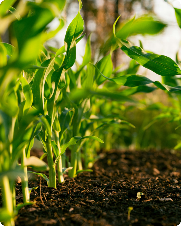 Cultivos y Planificación